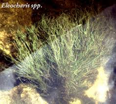 Image result for Eleocharis brainii