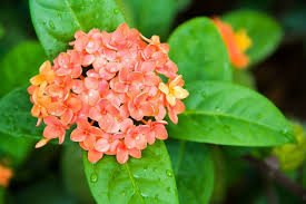 Image result for Ixora praetermissa