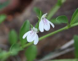 Image result for Justicia anagalloides