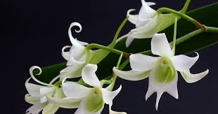 Image result for Heinsia zanzibarica