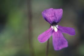 Image result for Lentibulariaceae