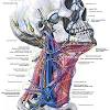 Als lymphatisches system bezeichnet man die gesamtheit aller lymphbahnen sowie die lymphatischen organe, zu denen unter anderem die lymphknoten, die milz, die lymphatischen gewebe im. 1