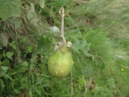 Image result for Solanum torreanum