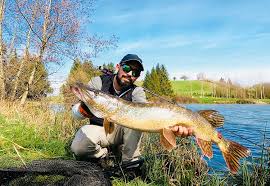Réussir l'ouverture de la pêche du brochet à la mouche