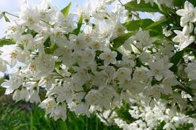 Check spelling or type a new query. Deutzia Gracilis Decidous Trees And Shrubs Assortment Shop Kordes Jungpflanzen
