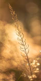 Image result for Pogonarthria