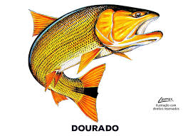 O número de escamas aumentam com o tamanho do peixe capturado, independentemente do peso. Peixe Dourado Conheca Tudo Sobre Essa Especie