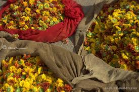 Maybe you would like to learn more about one of these? The Visit To Jaipur Flower Market An Authentic Local Experience Jaipurthrumylens