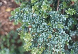 Image result for Myrsine africana