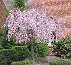Dwarf Weeping Cherry Tree Cherry Tree And A Dwarf Weeping Cherry Front Yard Landscaping Flowering Trees Weeping Trees