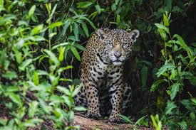 Tropical rainforests are rainforests in the tropical regions of the world. 10 Remarkable Rainforest Animals