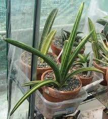 Image result for Sansevieria pearsonii