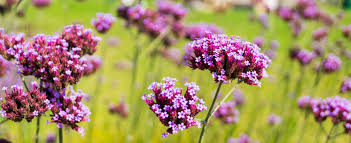 Image result for Senecio strictifolius