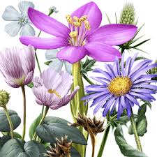 Ilustración botánica Archivos • Juan Hernaz