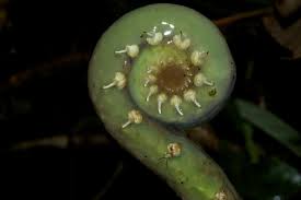 Image result for Pneumatopteris