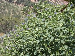 Image result for Pycnostachys orthodonta