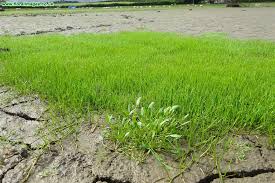 Image result for Limosella