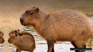 You thought the beaver was a rodent of unusual size? Carpincho El Carpincho Twitter
