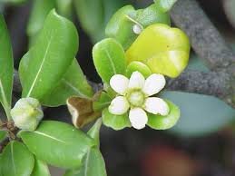 Image result for Pittosporum abyssinicum
