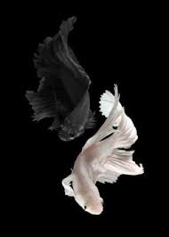 Pin By Anne Amlund On Flowing Watercolor Fish Fish Wallpaper Betta Fish