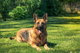 According to the fci, the breed's english language name is german shepherd dog. 13 Most Popular German Shepherd Colors Animal Corner