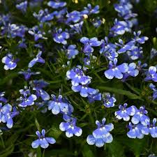 Image result for Lobelia molleri