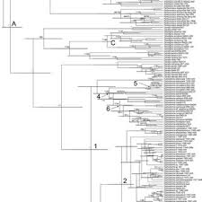 Image result for Cyphostemma heterotrichum