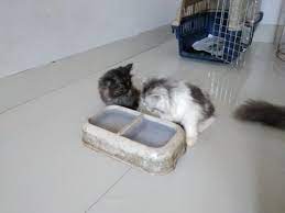 Kalau kalian mau ikut menambahkan nama kucing untuk yang bulunya abu abu, bisa lewat komentar yah kakak kakak cakep dan kakak kakak cantik. Kucing Persia Umur 2 5 Bulan Putih Jantan Dan Abuabu Betina Perlengkapan Hewan Aksesoris Hewan Di Carousell