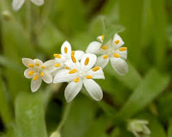 Image result for Hypoxis