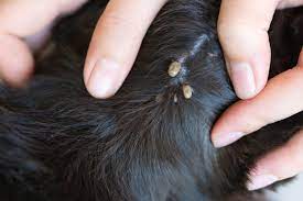 Nous concentrons nos efforts sur l'animal alors qu'il faut aussi cibler l'environnement. Comment Se Debarrasser Des Puces Les Eliminer Traitement Et Prevention