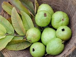 Penggunaan daun jambu biji untuk mengobati masalah cara menghilangkan rasa gatal di kepala rambut secara berlebihan harus dihindari. Manfaat Daun Jambu Bagi Kesehatan Rambut
