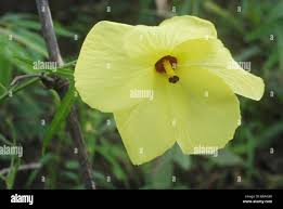 Image result for Abutilon sonneratianum