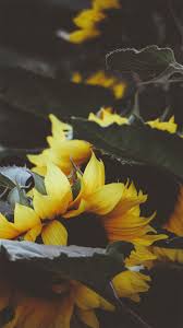 I can never find good xr wallpapers of this beauty on here. Wallpaper High Quality Iphone Xr Wallpaper Tumblr Phone Reviews News Opinions About Phone