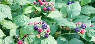 Mulching with dead cedar provides berries with many benefits, including weed control, moisture retention and regulation of soil temperature. Best Raspberry Plants For Your Garden