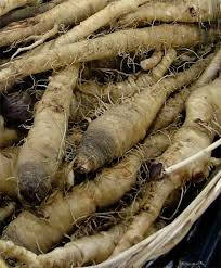 Salsify Trogopogon Porrifolius Aka The Oyster Plant The Vegetable Oyster Popular In The U S In The 1700s This Ancient Oyster Plant Garden Seeds Vegetables