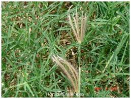 Image result for Dichanthium