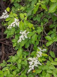 Image result for Ligustrum sinense