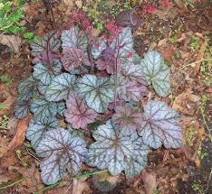 Photo Of The Entire Plant Of Coral Bells Heuchera Silver Scrolls Posted By Virginiarose Garden Org Silver scrolls ожидается с 15 мая. the national gardening association