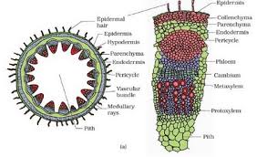 Internal Structure Of Dicot Stem Definition Examples Diagrams