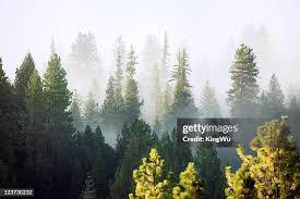 5,262 Misty Washington Stock Photos, High-Res Pictures, and Images