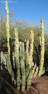 You must cut 9.335 mm in the middle line of the cactus. Plantfiles Pictures Totem Pole Cactus Pachycereus Schottii F Monstrosus By Palmbob Cacti And Succulents Cactus Plants Desert Botanical Garden