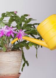 Learn all about repotting christmas cactus i'll also tell you why how and when to do it, and the best soil mix and correct pot size to use when transplanting a christmas christmas cactus is a popular houseplant because of its dazzling lilac or pink tubular flowers that bloom for a long time. Thanksgiving Cactus Care Tips For Growing Schlumbergera Truncata