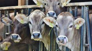 It is of the order caryophyllales, family amaranthaceae, subfamily chenopodioideae. What Do Beef Cows Eat Farming Base