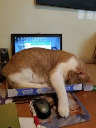 Diy Cat Bed From A Laptop Add Box Diy Cat Bed Cat Design Cats