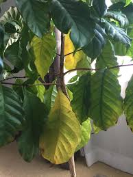 Thus, it might be nice to look at a tree and easily identify them based on their leaves alone. Ask A Question Forum Coffee Tree Leaves Turning Yellow Garden Org
