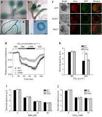 Hence, they are called as food factories of the plant. A Molecular Pathway For Co2 Response In Arabidopsis Guard Cells Nature Communications