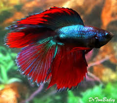 Premium Male Doubletail Halfmoon Betta Fish