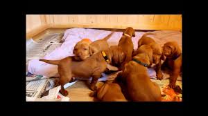 Maybe you would like to learn more about one of these? 3 Week Old Vizsla Novocom Top