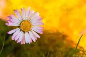 صور ورد مبهجة بالوان جميلة 2019 تريح القلب وزهور رومانسية للمرتبطين موقع مصري Bellis Perennis Flowers Photo