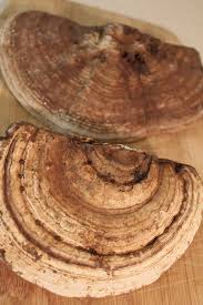 Image result for Ganoderma applanatum
